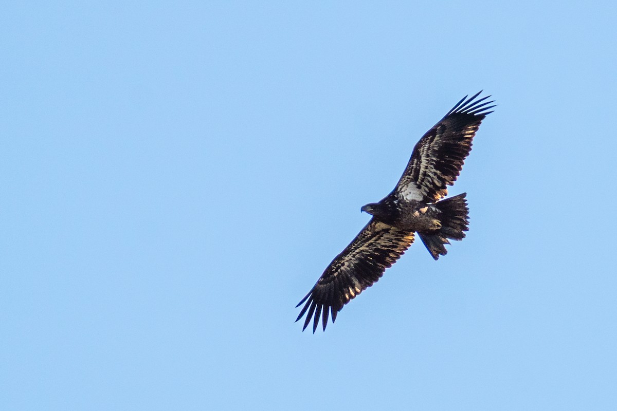 Bald Eagle - ML644667270