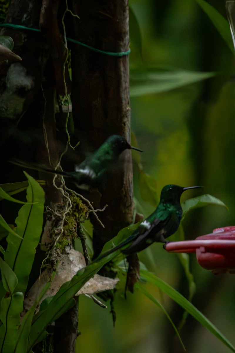 Yeşil Telkuyruk - ML644667272