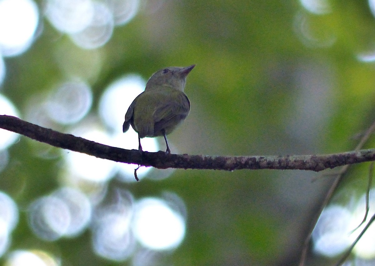 Dwarf Tyrant-Manakin - ML644667273