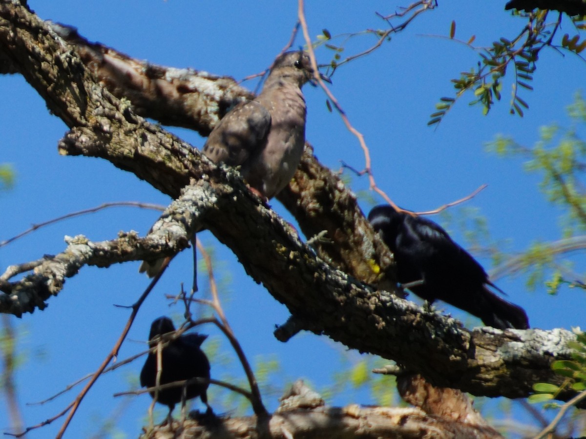 hrdlička černouchá - ML644667275