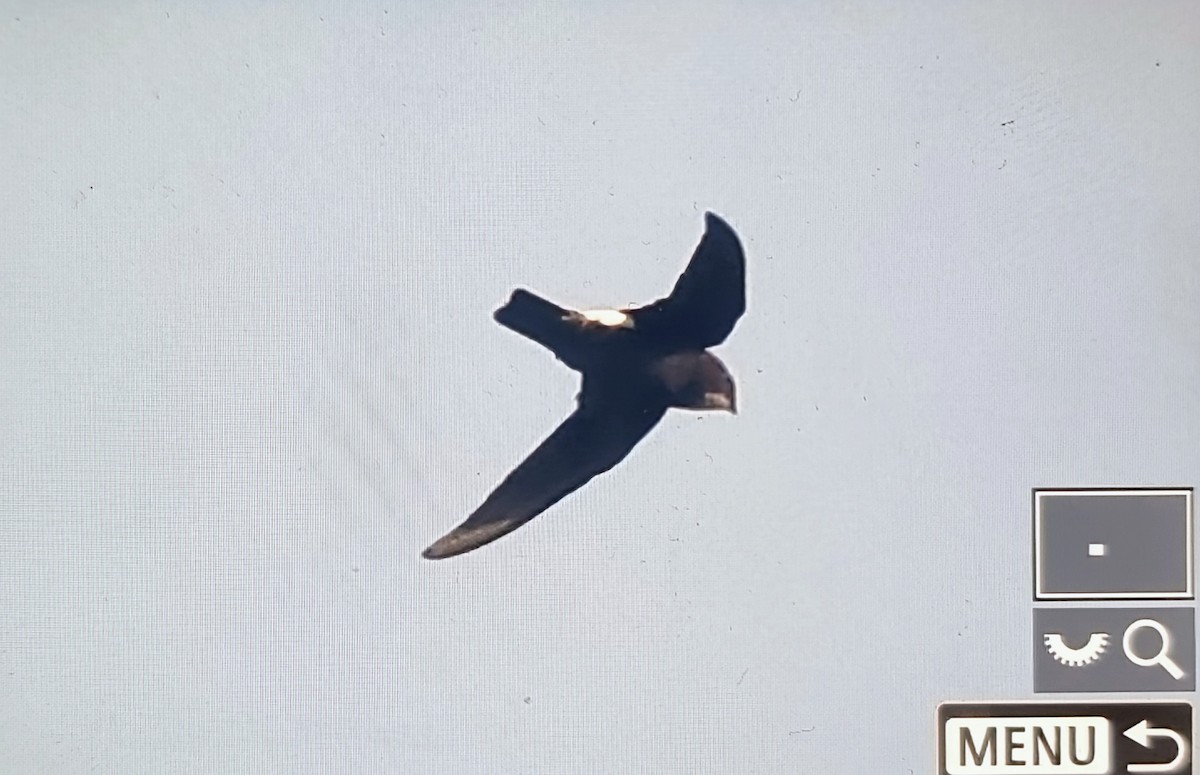 Little Swift (Little) - ML644667289