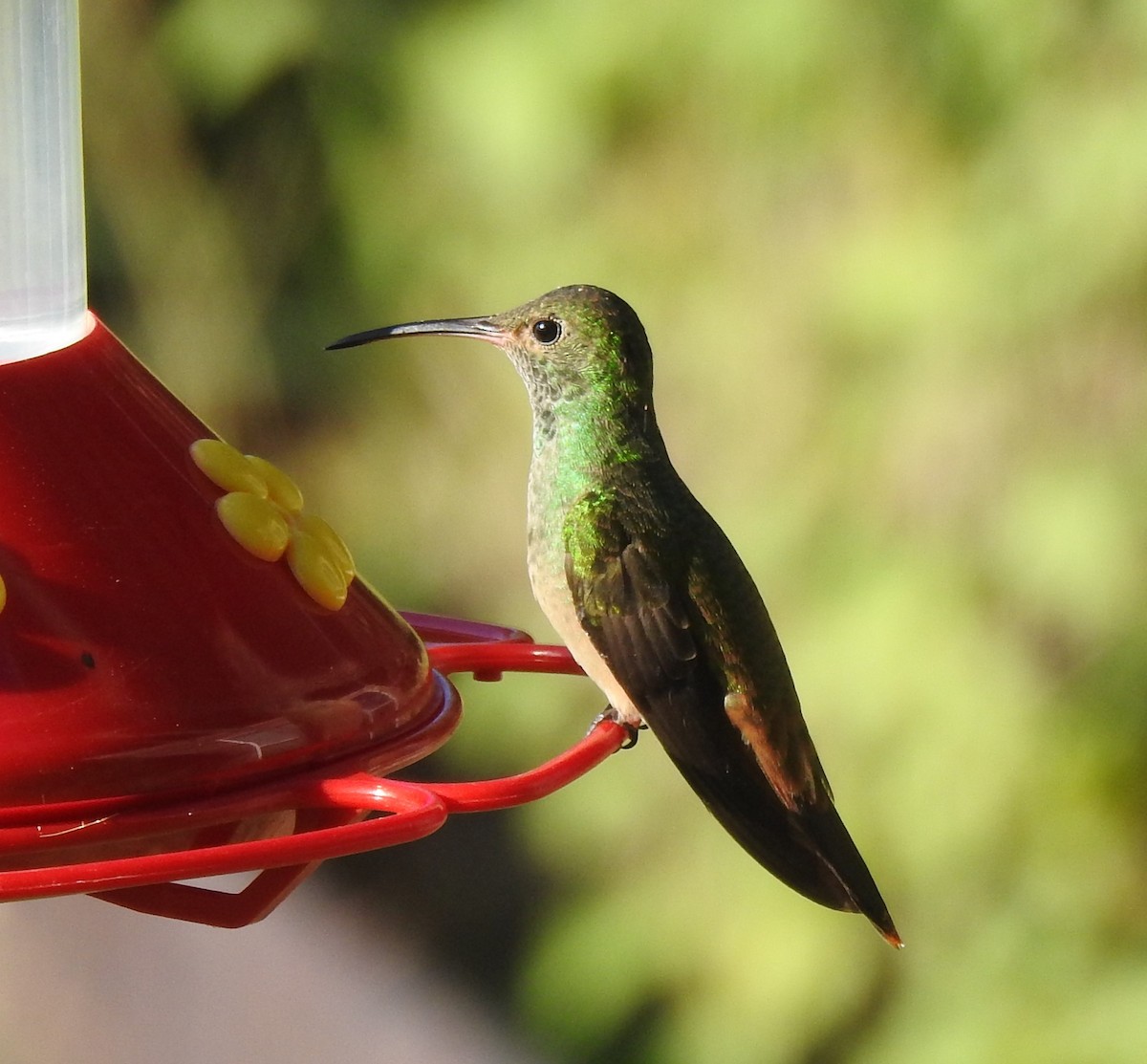 アカハシエメラルドハチドリ - ML644667297