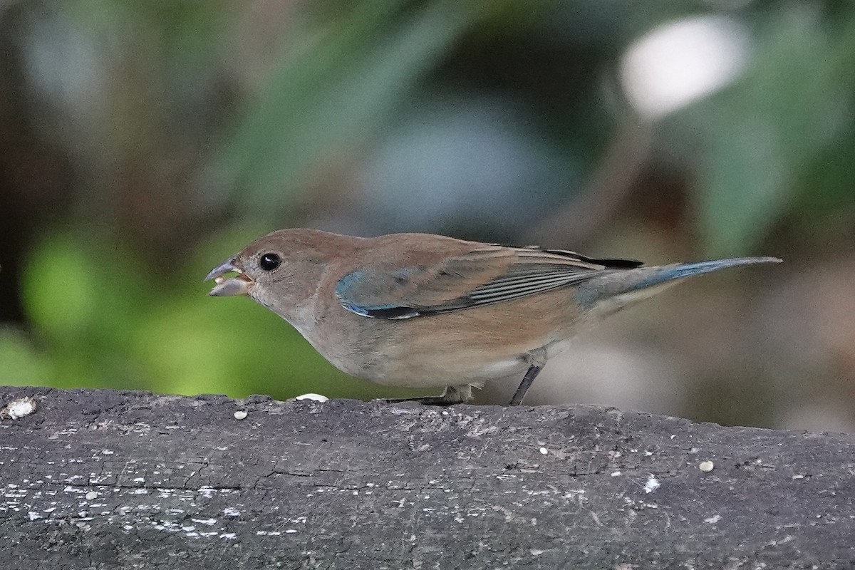 indigospurv - ML644667303