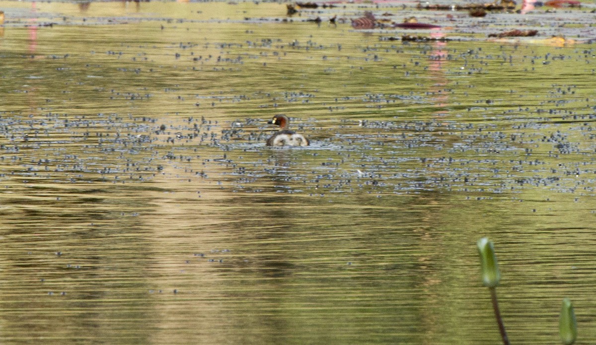 Australasian Grebe - ML644667310