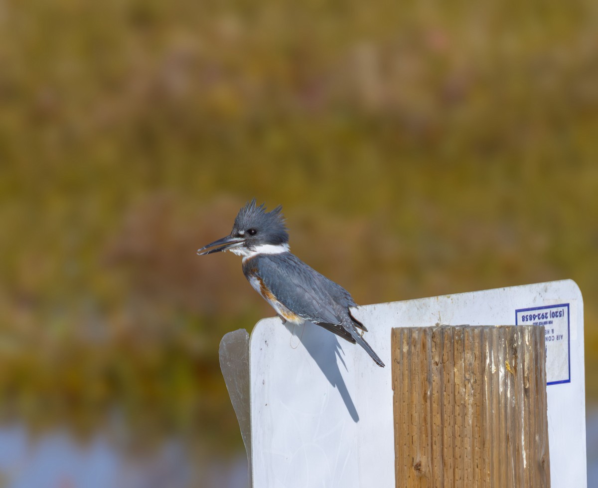 שלדג אמריקני - ML644667312