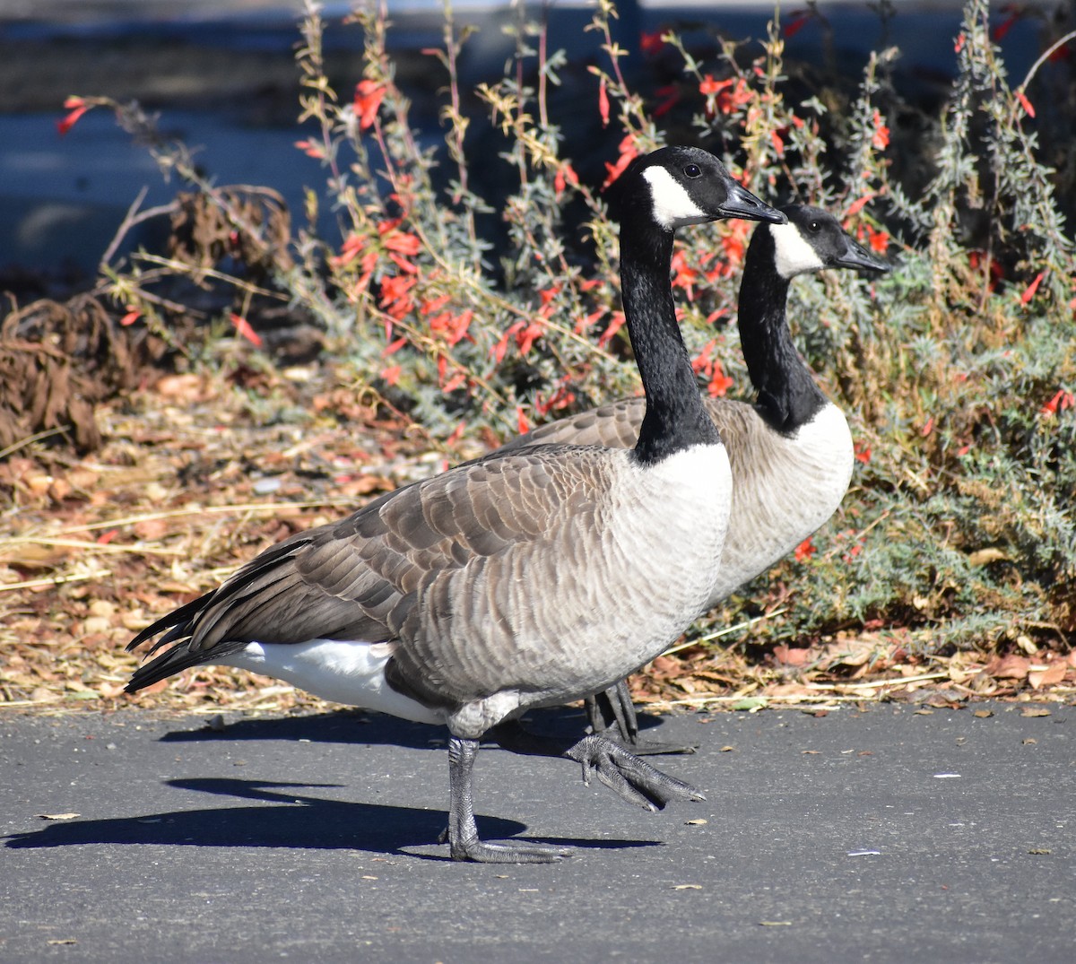 Canada Goose - ML644667314