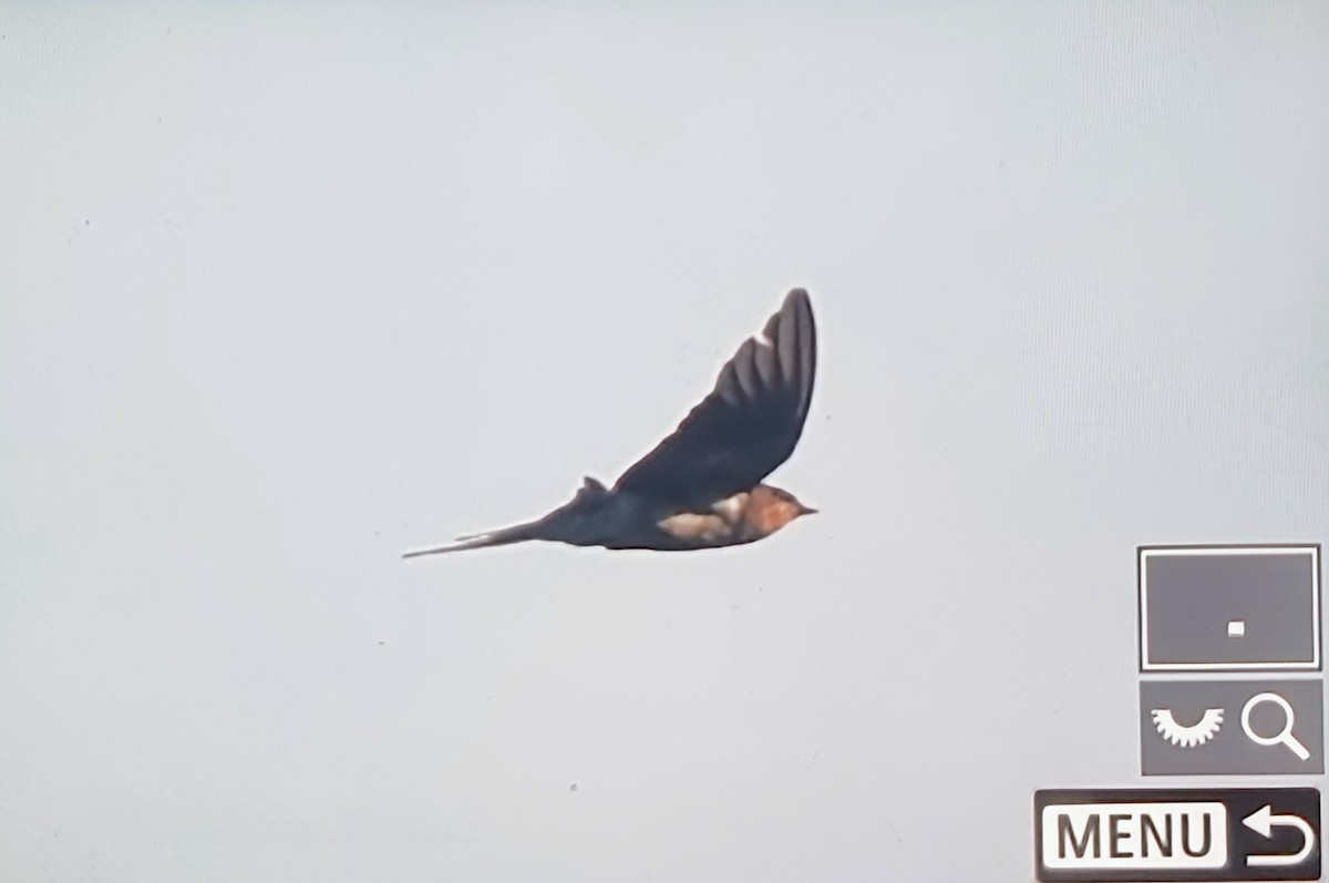 Ластівка сільська (підвид rustica) - ML644667317