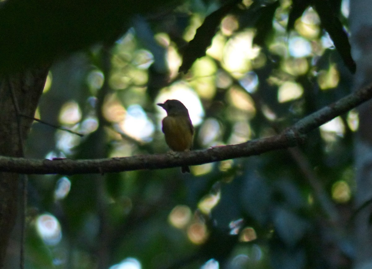 Blue-capped Manakin - ML644667324