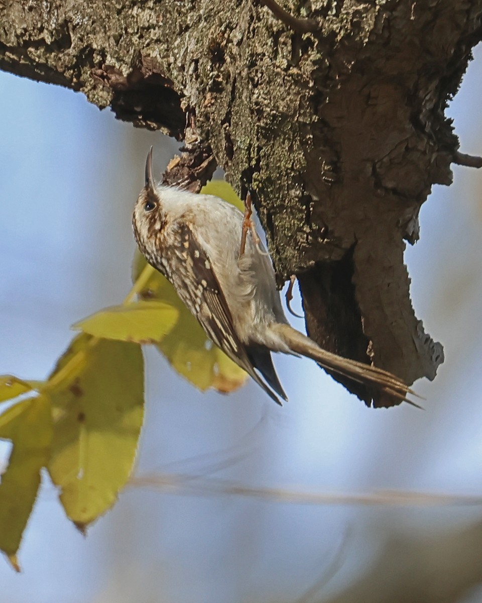 amerikatrekryper - ML644667333