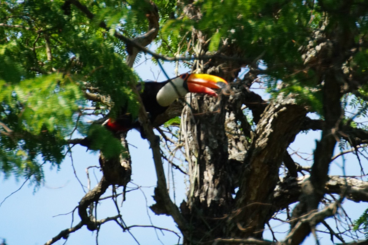 Toco Toucan - ML644667337