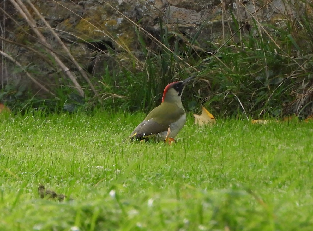 žluna zelená - ML644667338