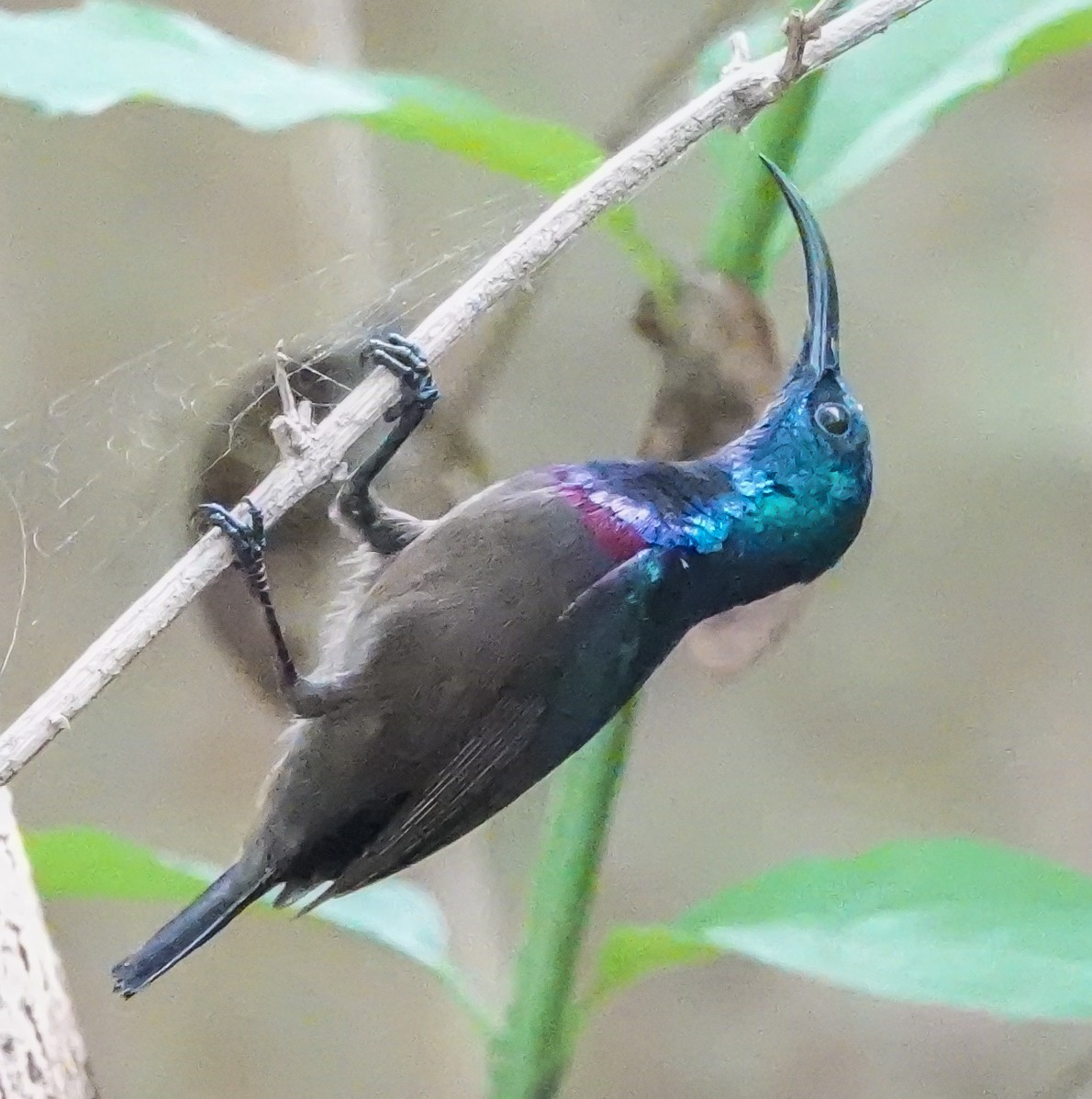 Loten's Sunbird - ML644667339