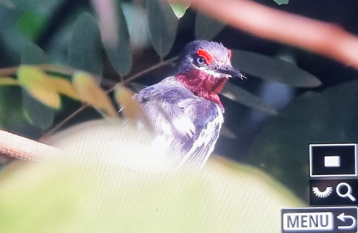 メガネヒタキ - ML644667341