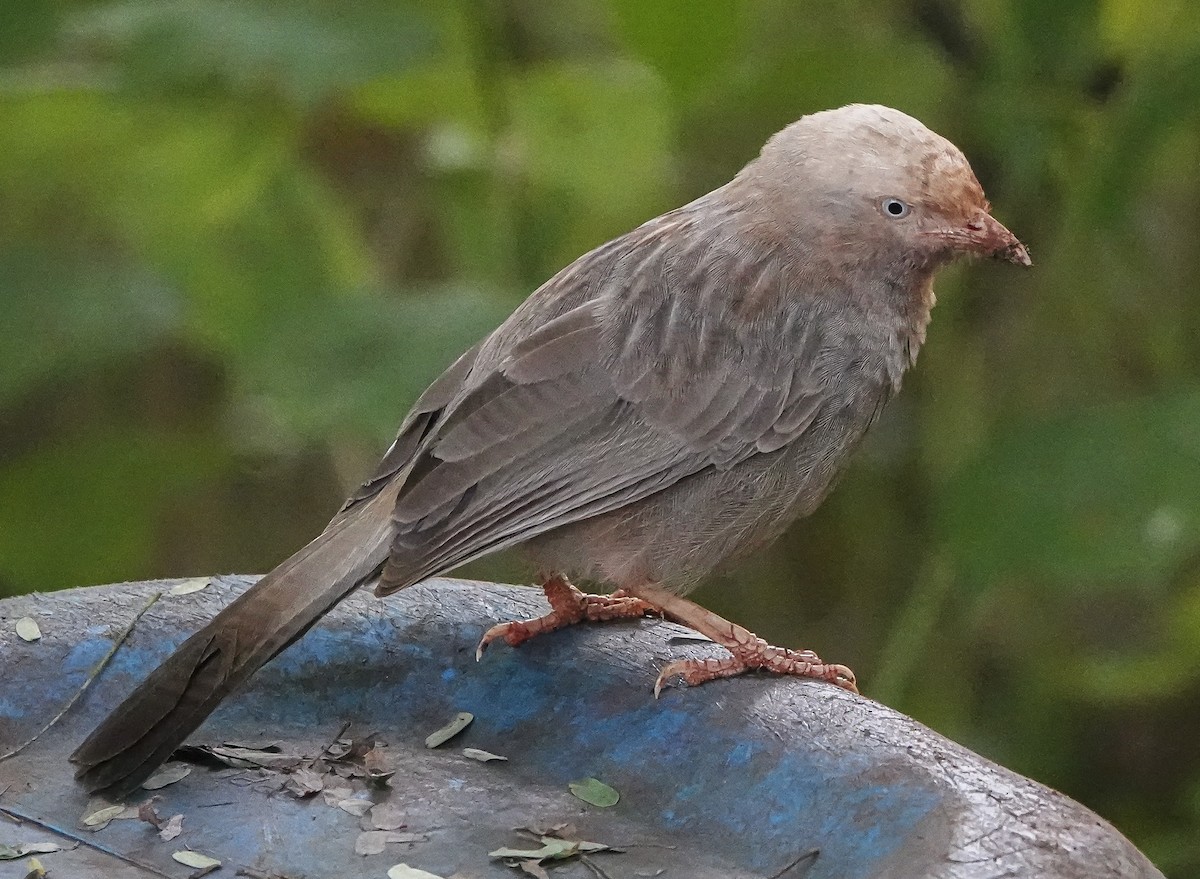 Yellow-billed Babbler - ML644667348