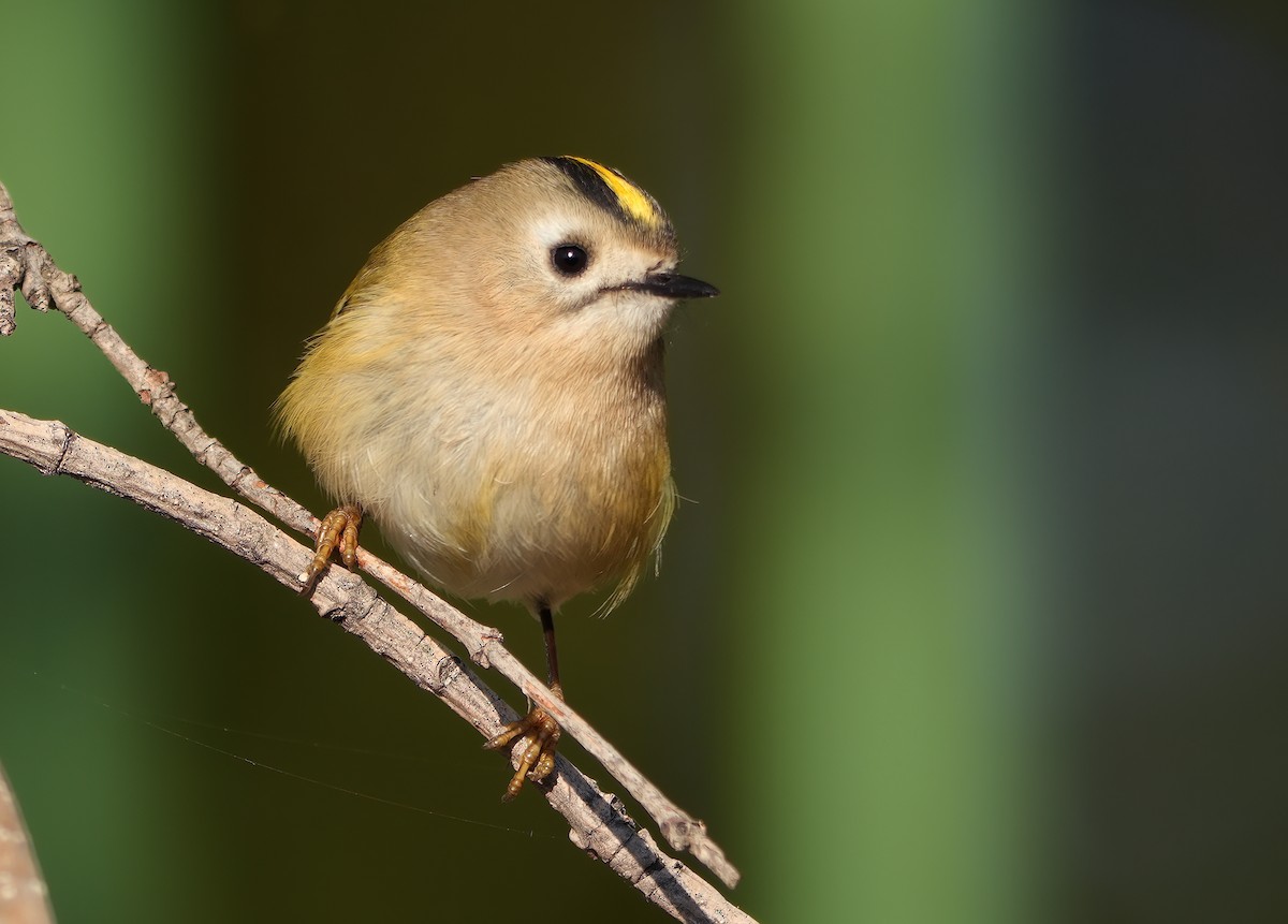 Goldcrest - ML644667351