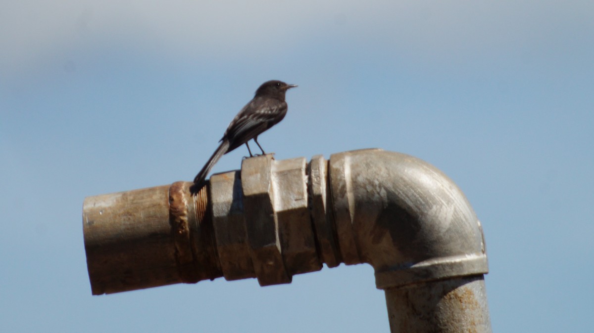 svartfibi - ML644667357