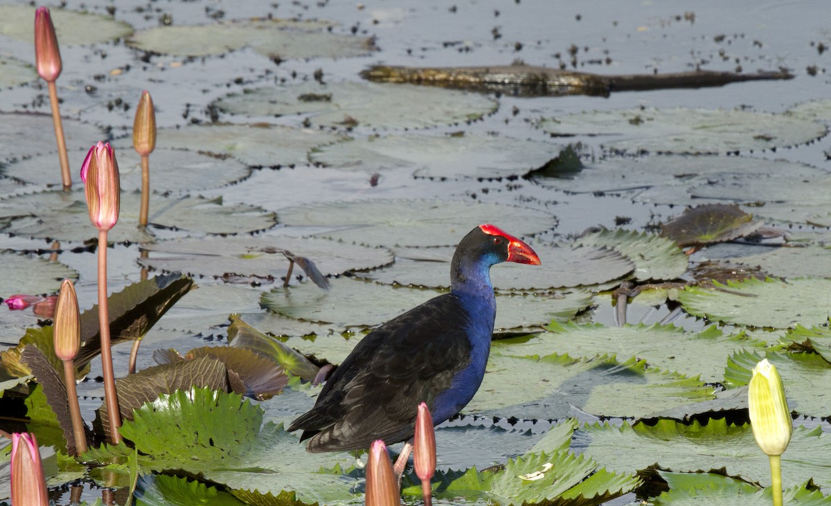 オーストラリアセイケイ - ML644667364