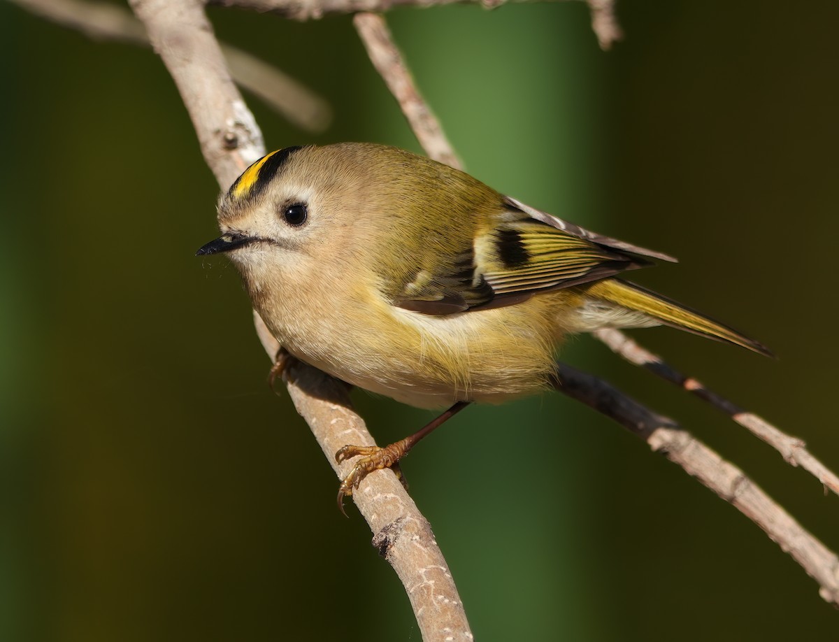 Goldcrest - ML644667367