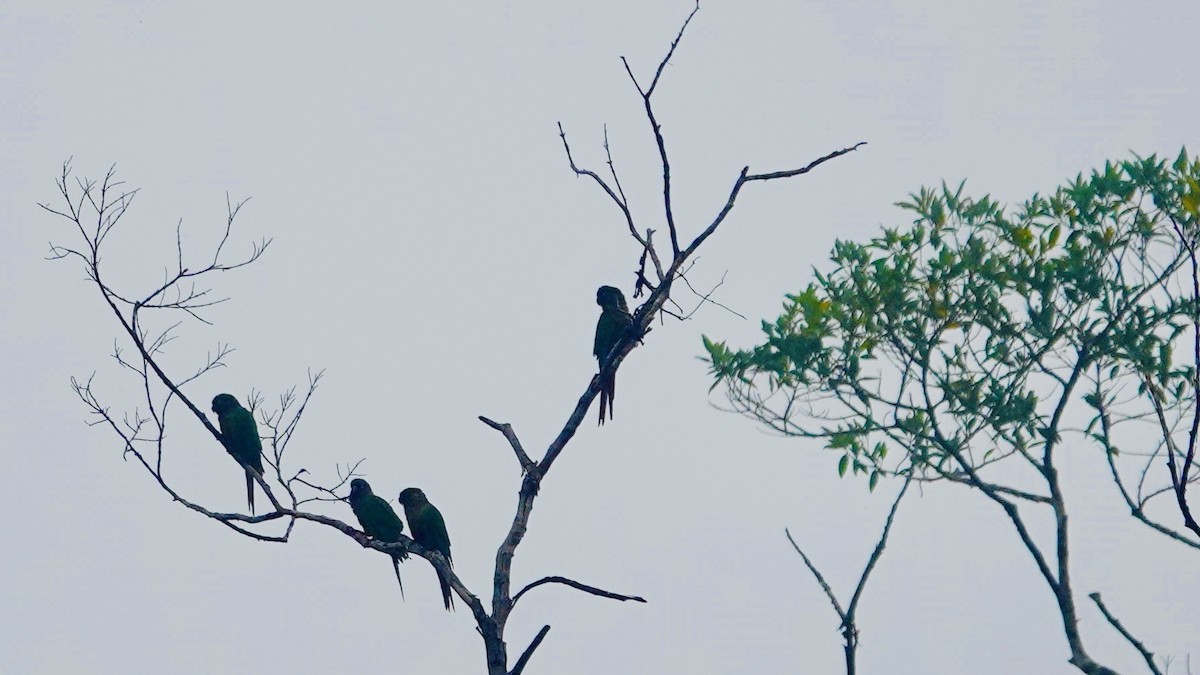 Scaly-headed Parrot - ML644667381