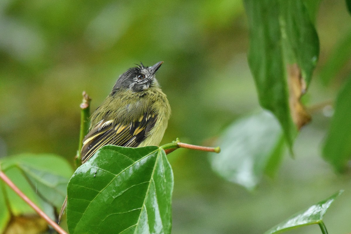 Slaty-capped Flycatcher - ML644667391