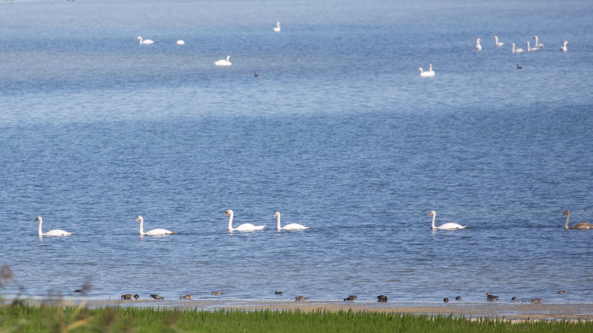 疣鼻天鵝 - ML644667393