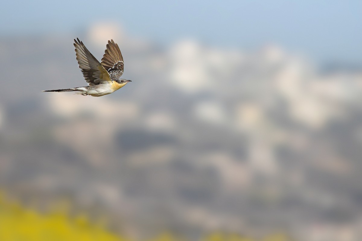 Great Spotted Cuckoo - ML644667394
