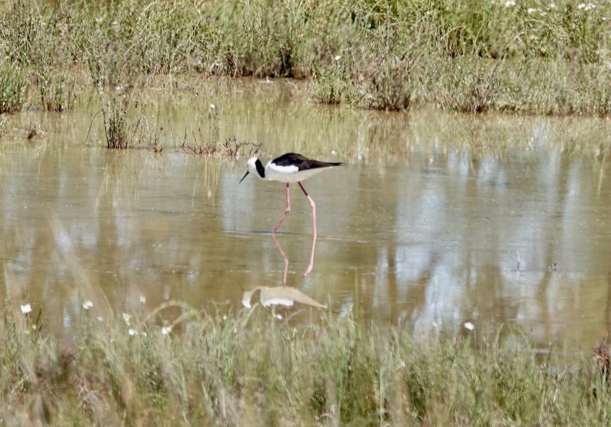 Австралийский ходулочник - ML644667395