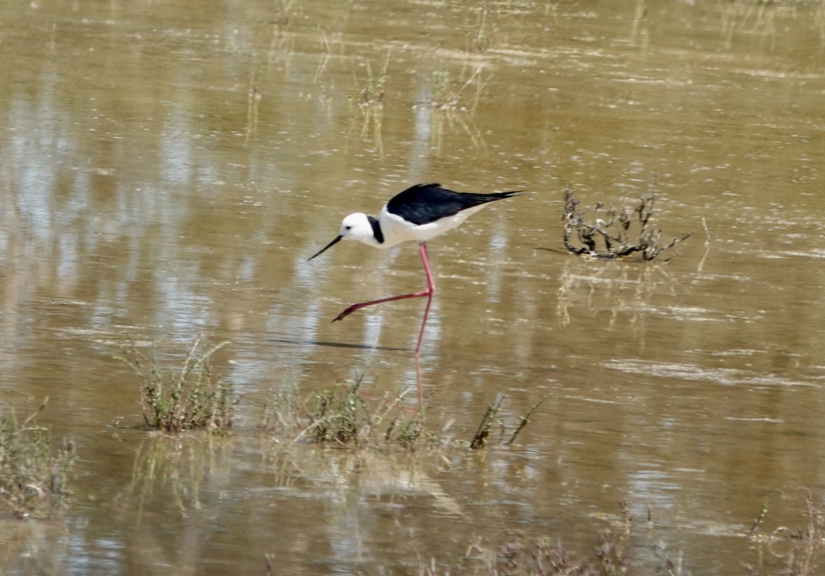 Австралийский ходулочник - ML644667396
