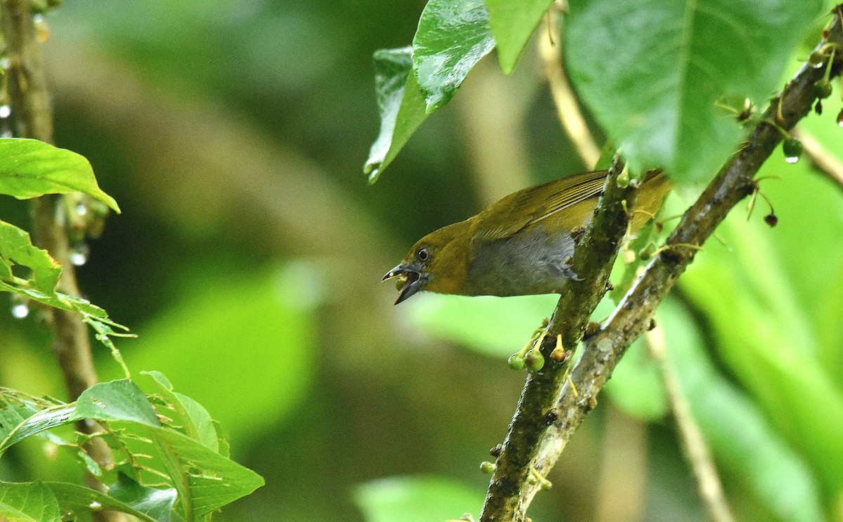 Yellow-throated Chlorospingus (Yellow-throated) - ML644667401