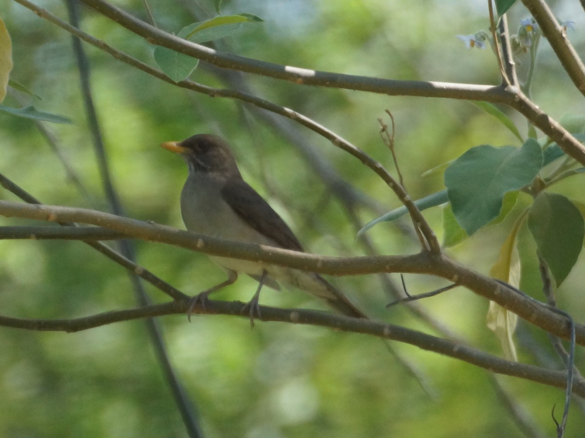 キバラツグミ - ML644667404