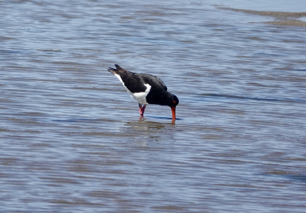 Pied Oystercatcher - ML644667405