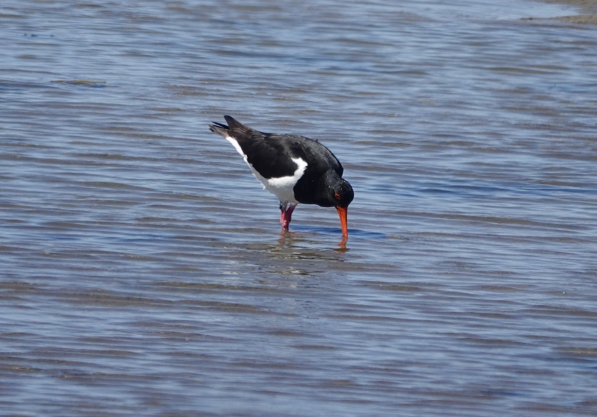 Pied Oystercatcher - ML644667406