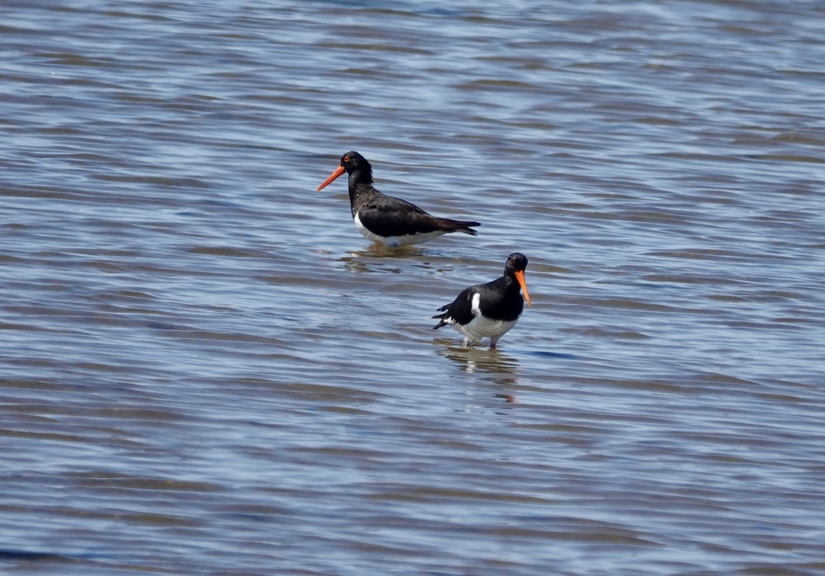 Pied Oystercatcher - ML644667407