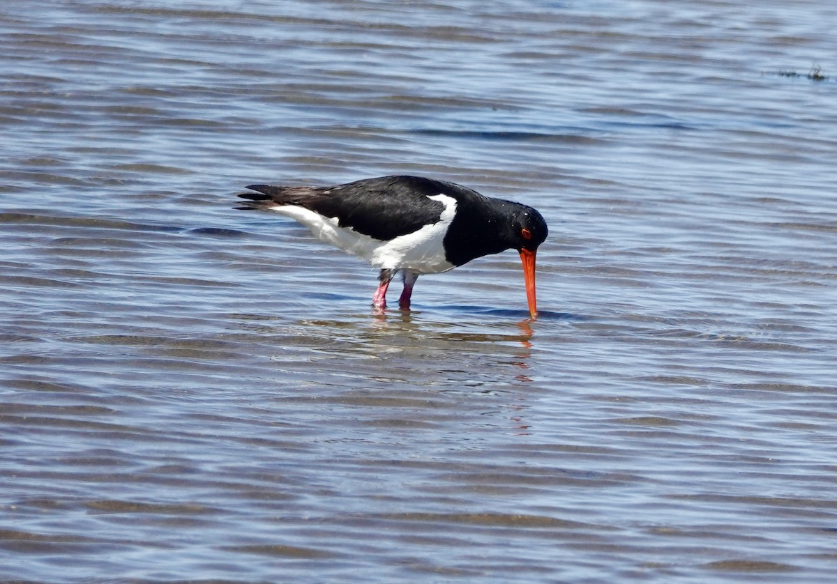 Pied Oystercatcher - ML644667408