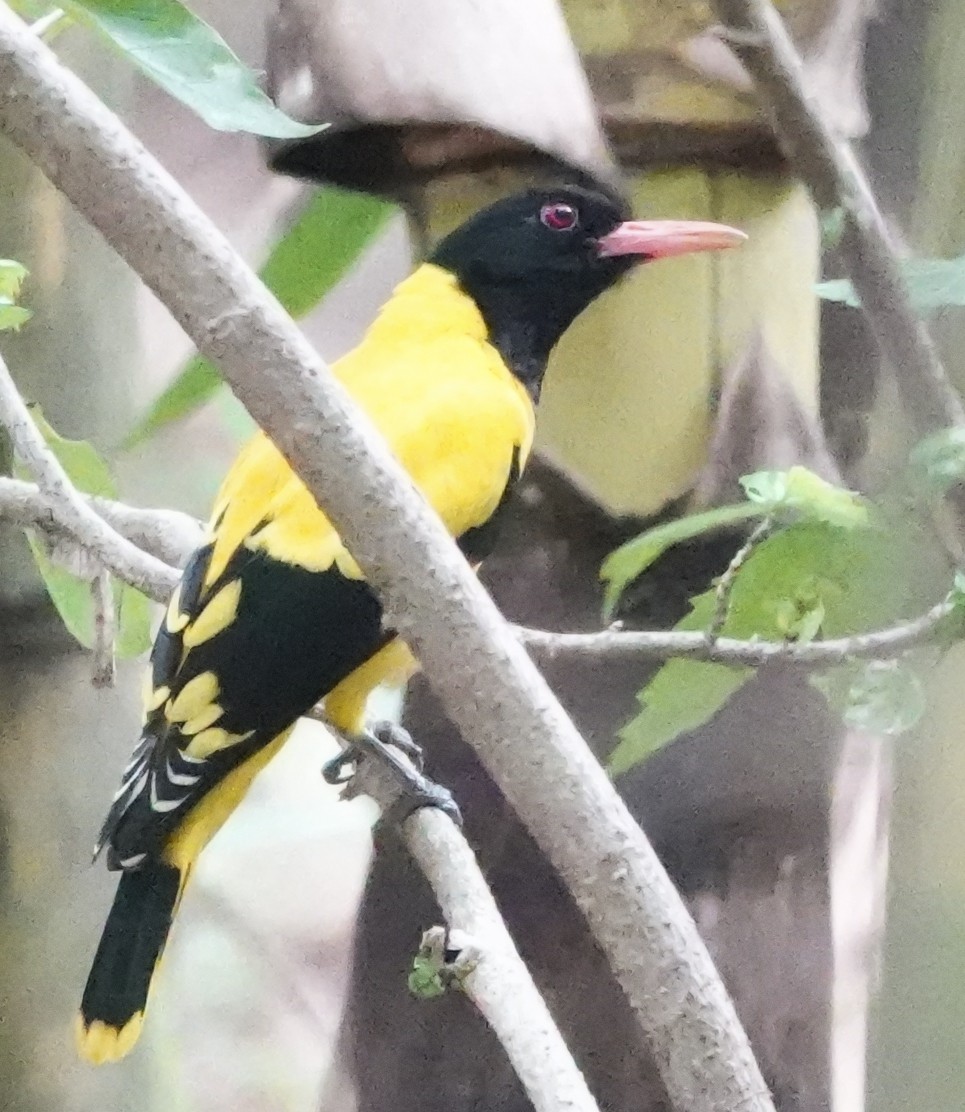 Black-hooded Oriole - ML644667415