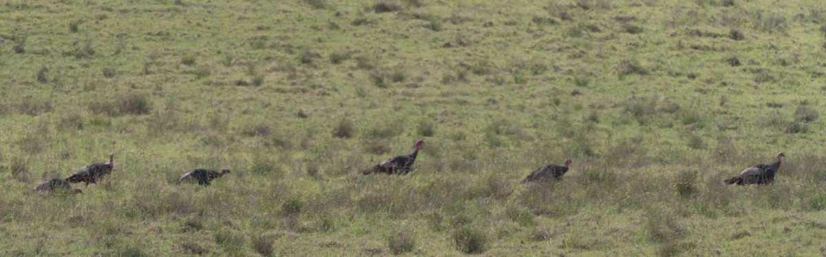 Guajolote Gallipavo - ML644667432