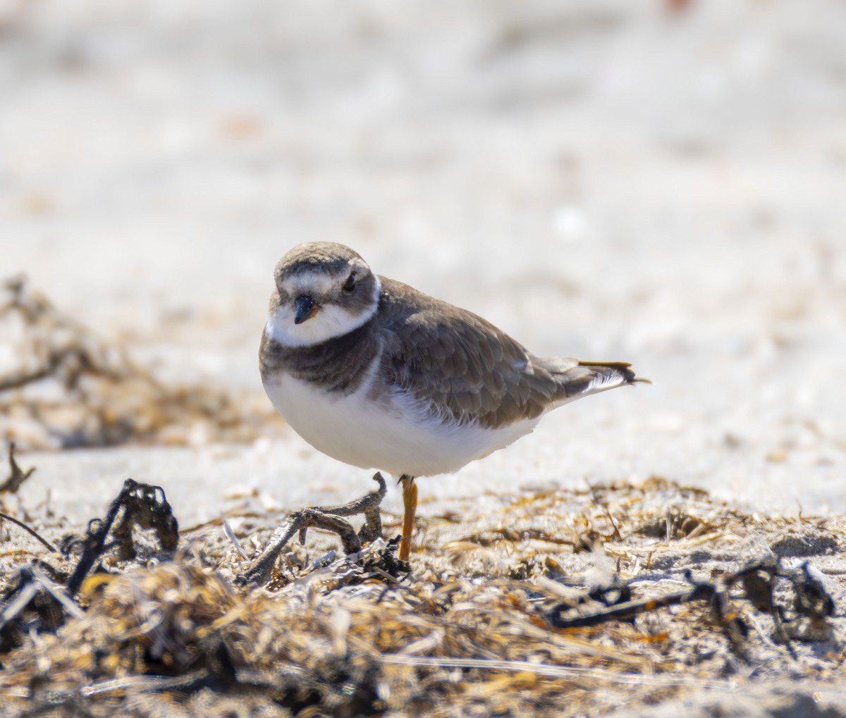 Semipalmated Plover - ML644667444