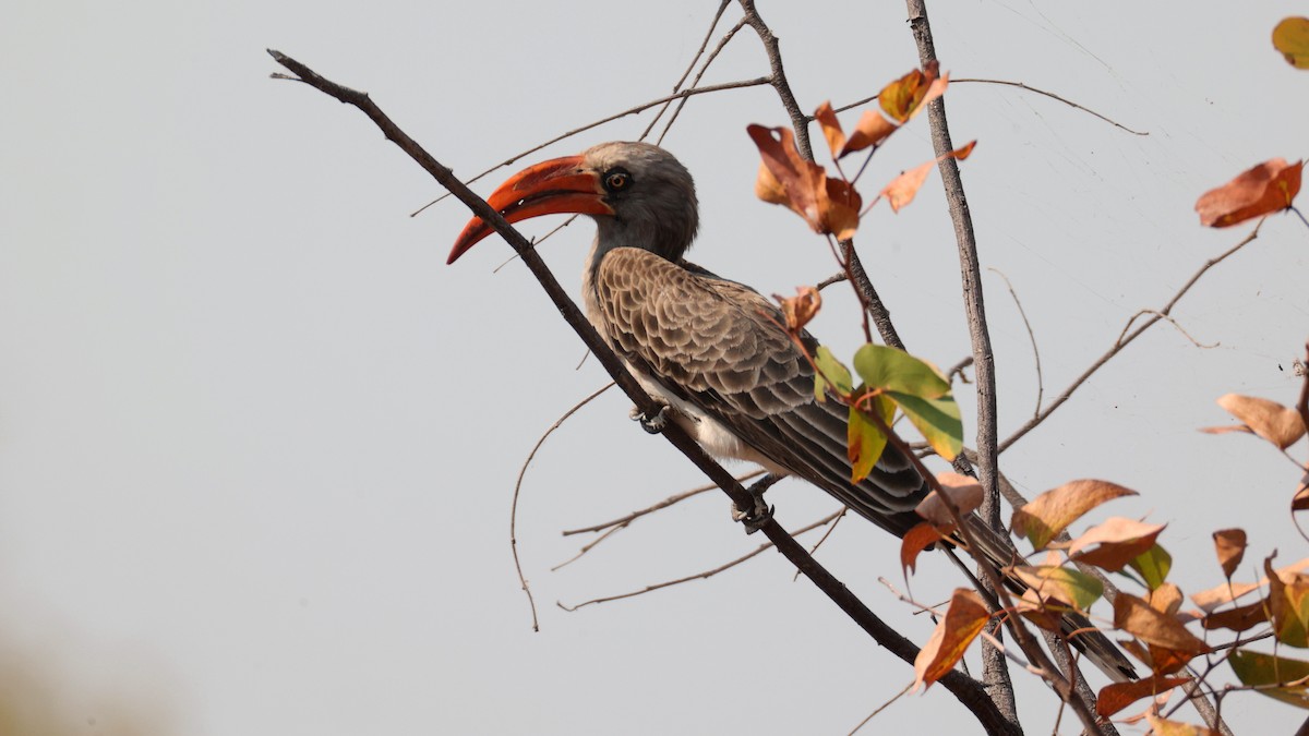 Bradfield's Hornbill - ML644667460