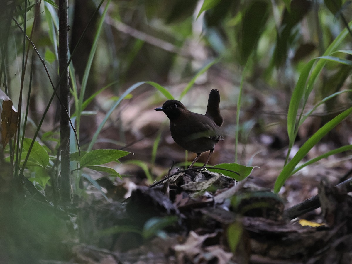 Mayan Antthrush - ML644667476
