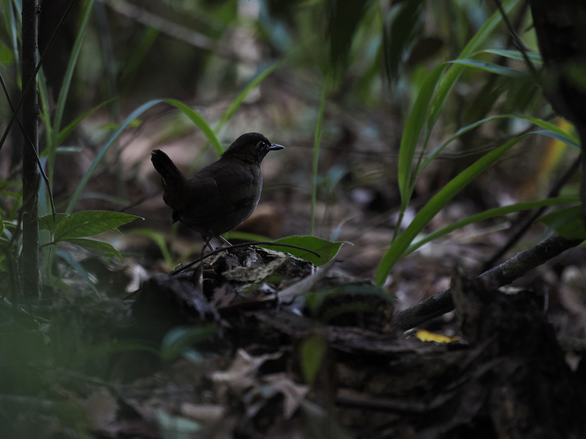Mayan Antthrush - ML644667493