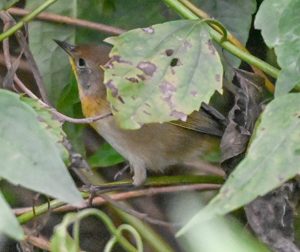 Common Yellowthroat - ML644667505