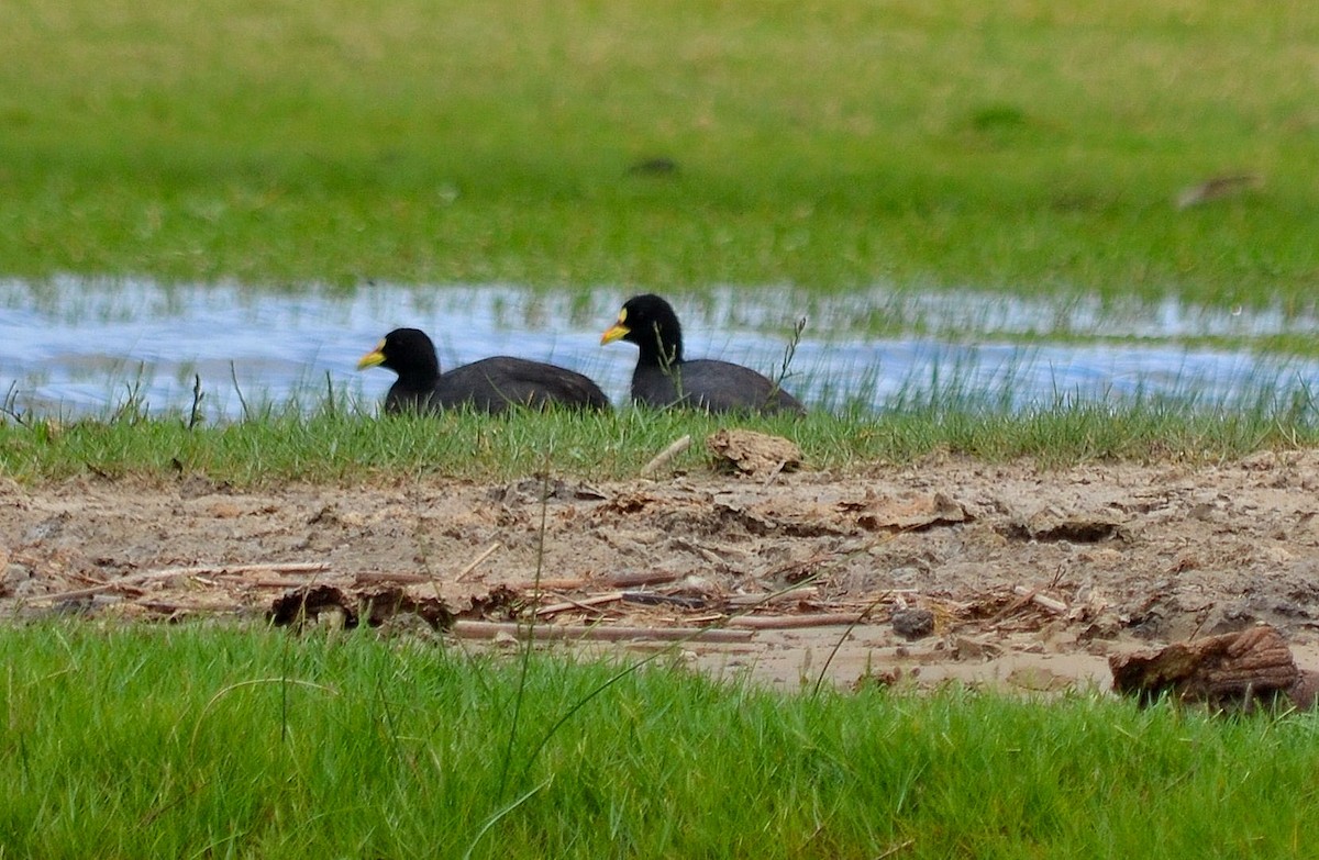 Red-gartered Coot - ML644667513