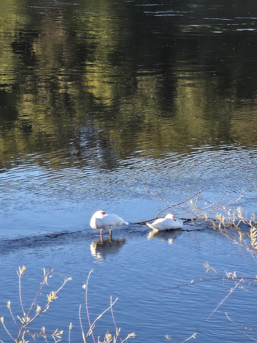 疣鼻天鵝 - ML644667518