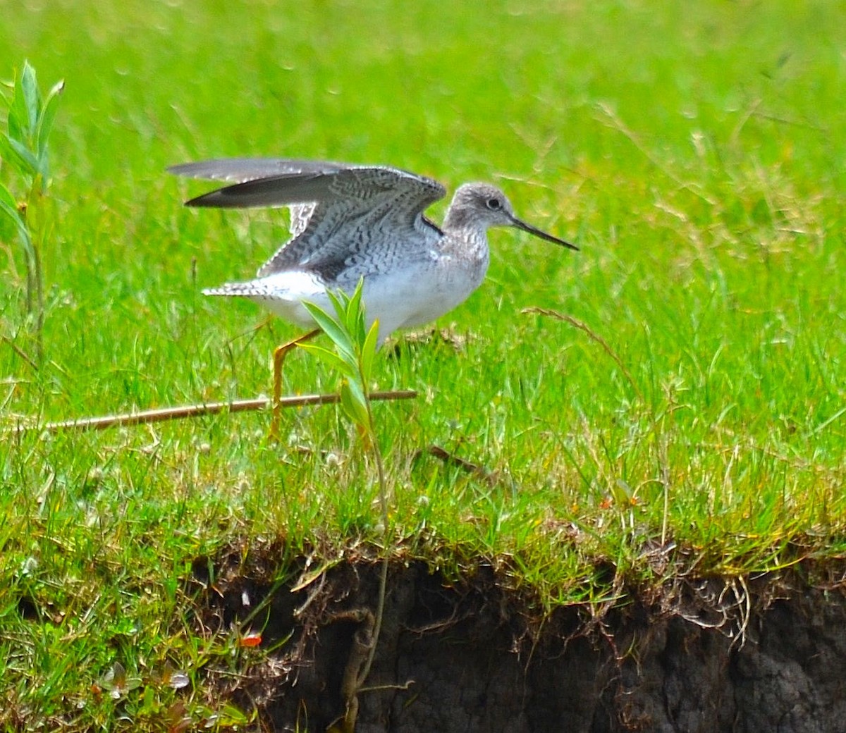 Lesser Yellowlegs - ML644667520