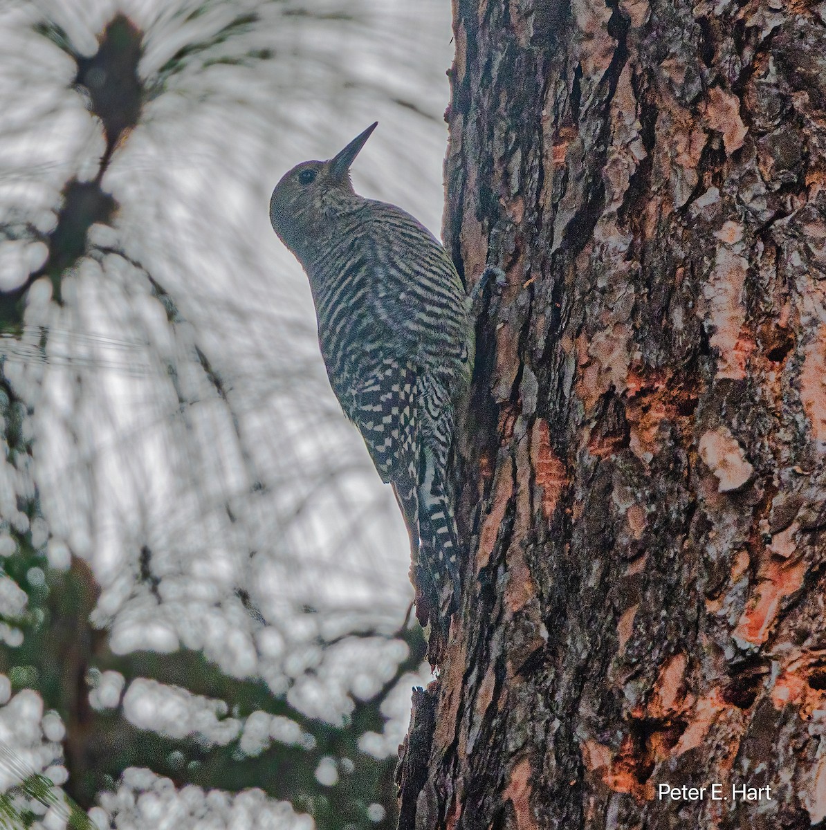 datel červenobradý - ML644667539