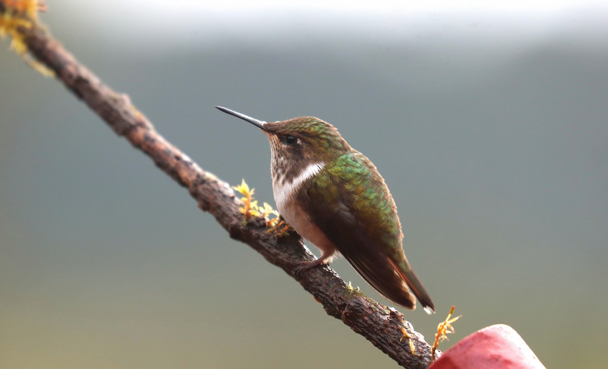 Volcano Hummingbird - ML644667541