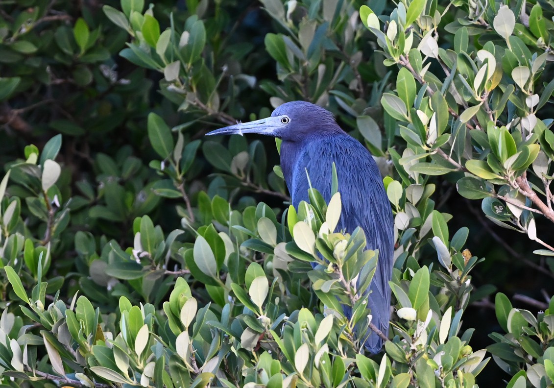 Little Blue Heron - ML644667551