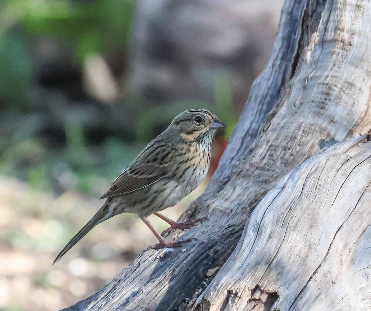 ヒメウタスズメ - ML644667552