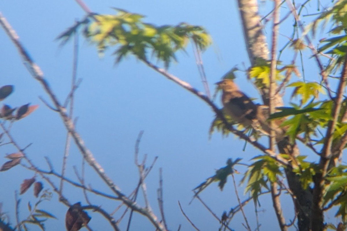 Dickcissel - ML644667555