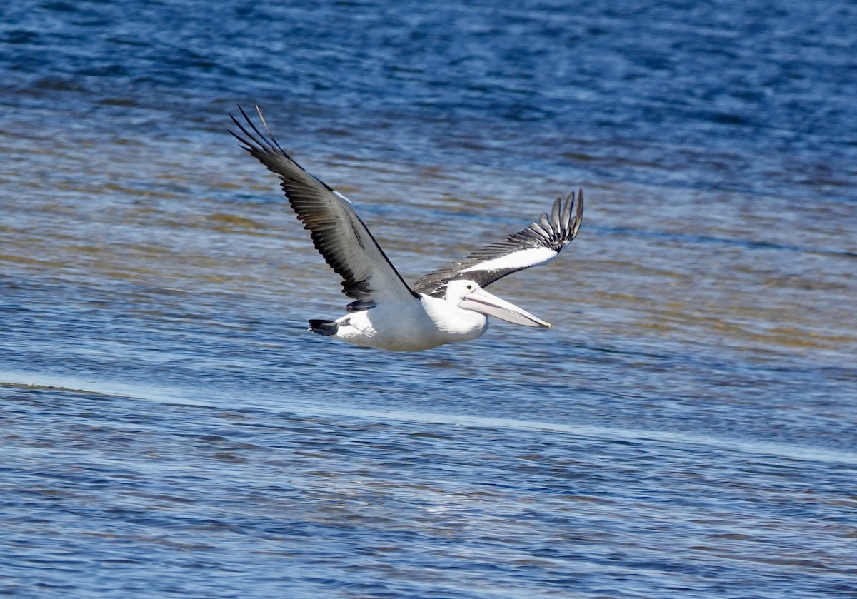 Australian Pelican - ML644667559